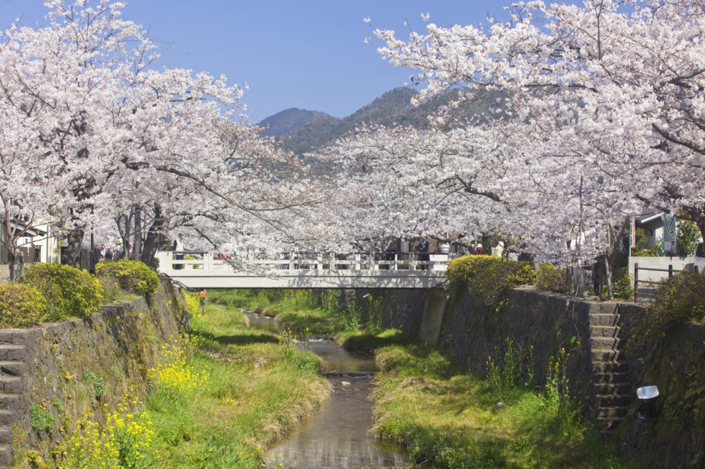 画像：京都の鴨川に見立てられた山口の中心を流れる一の坂川