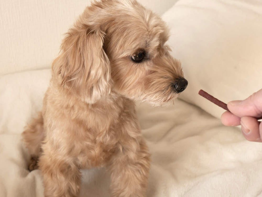 愛犬・愛猫のおやつにも！