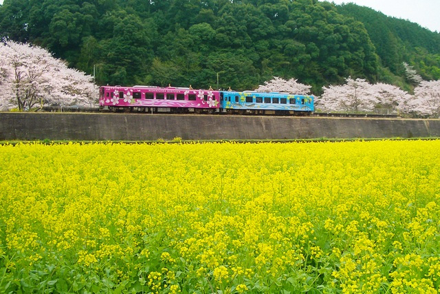 【1月・2月・3月】菜の花・水仙・椿のおすすめスポット