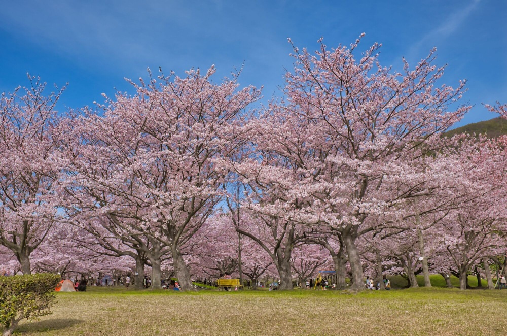 【3月・4月】桜の名所・お花見に行きたいおすすめスポット