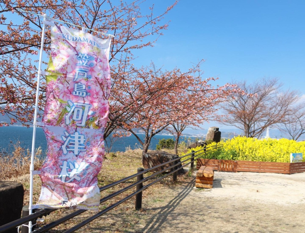 笠戸島河津桜まつりに遊びに行こう♪