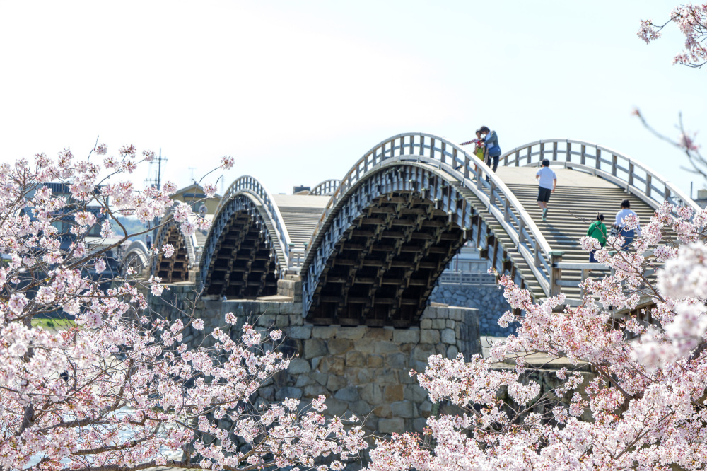 春の錦帯橋