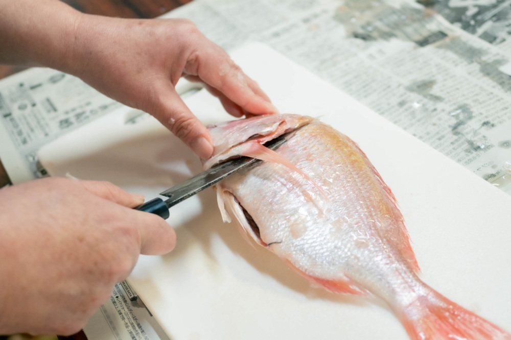 青海島共和国 魚のさばき方
