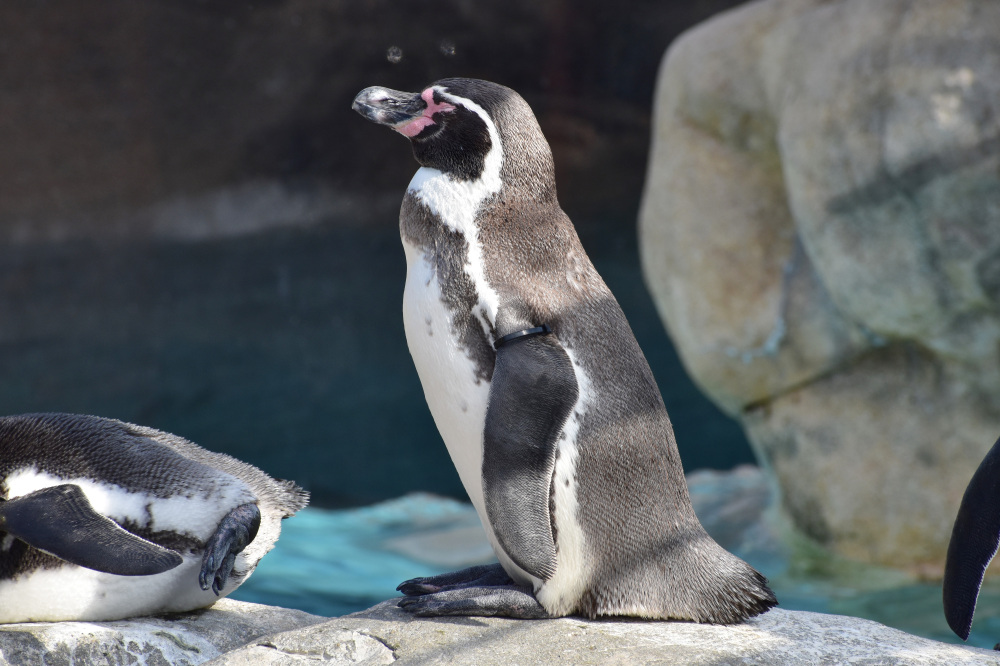 下関市立しものせき水族館『海響館』もおすすめ！