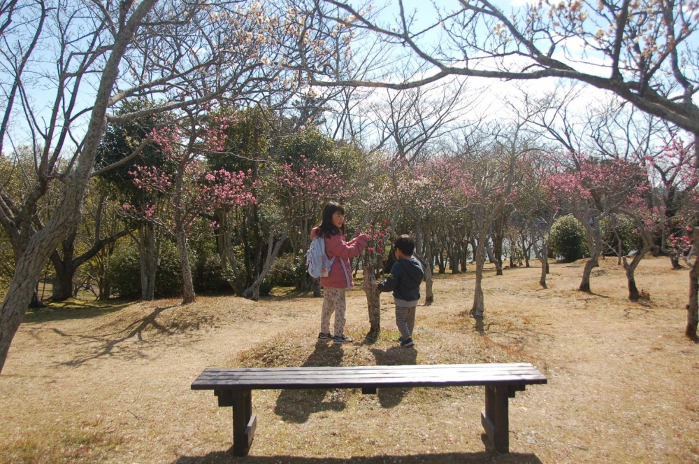 かしわちゃんのおすすめ！『ときわ公園』はお花見にも最高！これからの桜の季節、ぜひ訪れてみてね♪