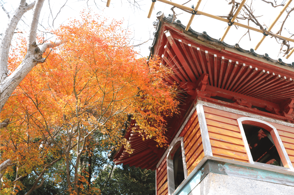 春日神社の秋も必見！太鼓楼と紅葉のコラボレーション