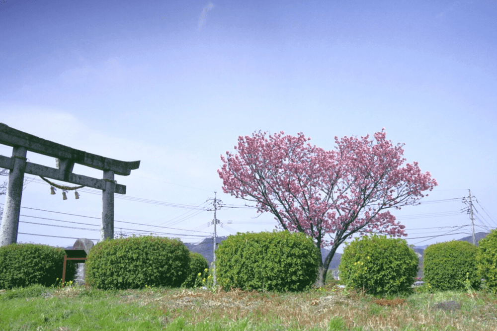 【防府市】春におすすめ！ハート桜で有名な春日神社♡