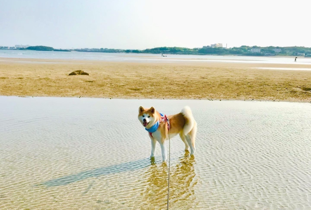 地元ライターが行ってみた！愛犬と一緒にお出かけできるスポット