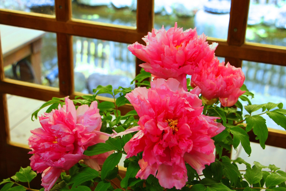 ぼたんの花の名所としても人気！