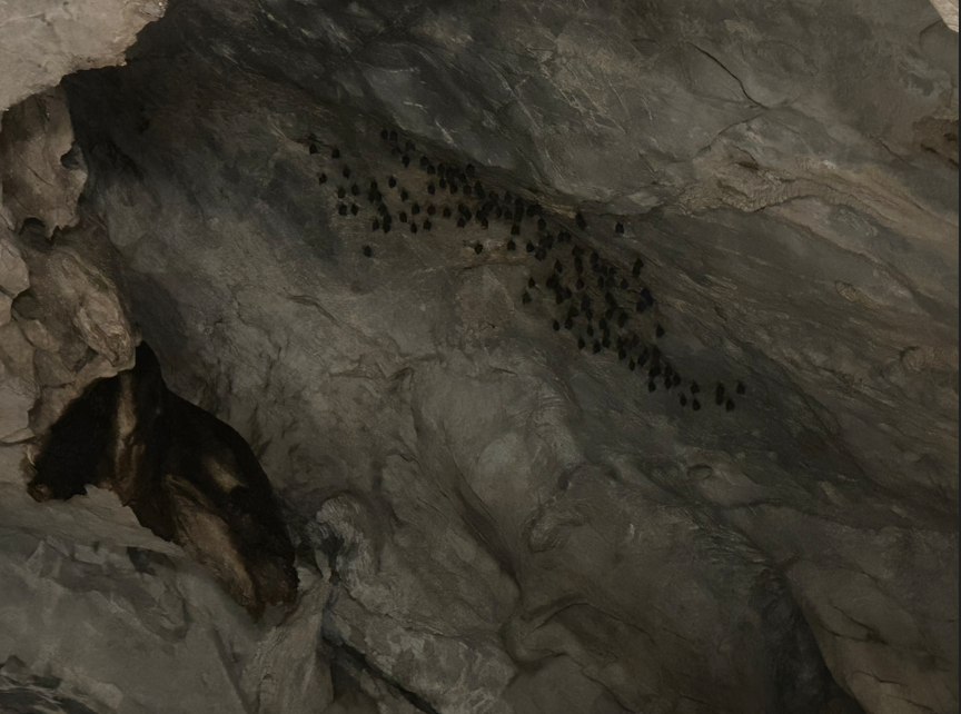 黒い点々がコウモリです。