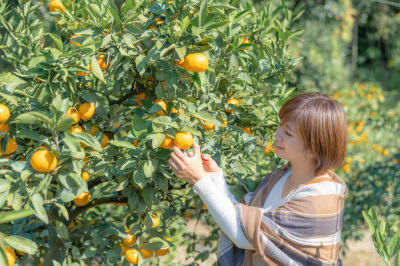 周防大島のみかん狩り