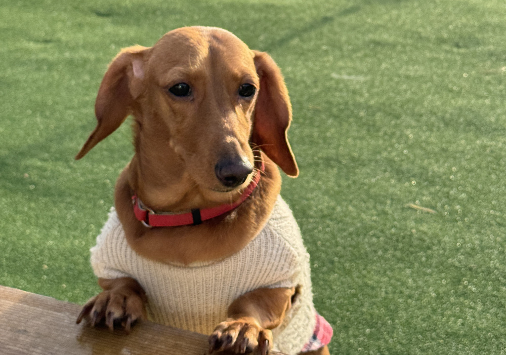 プライベートドッグラン付きのお部屋も！