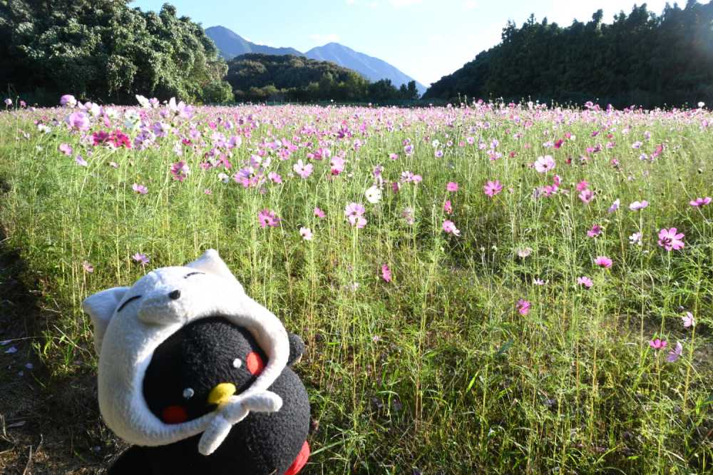 100万本のコスモスが楽しめる「豊浦コスモスまつり」 