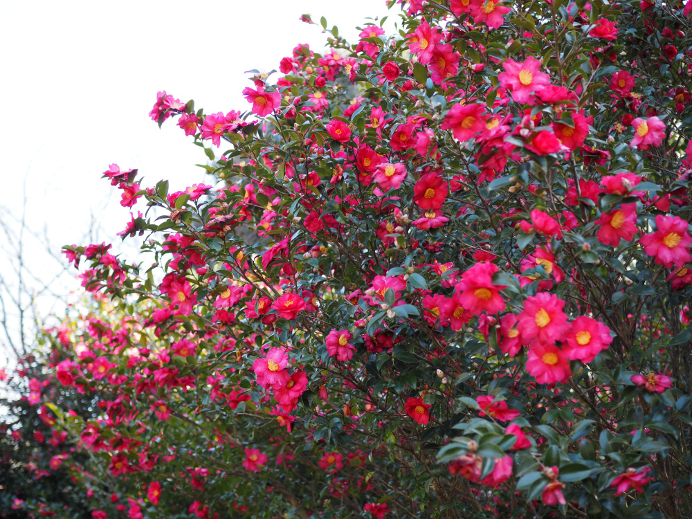 1月中旬はサザンカが見ごろ
