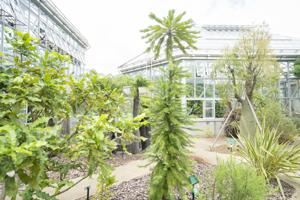 ときわミュージアム(世界を旅する植物館)