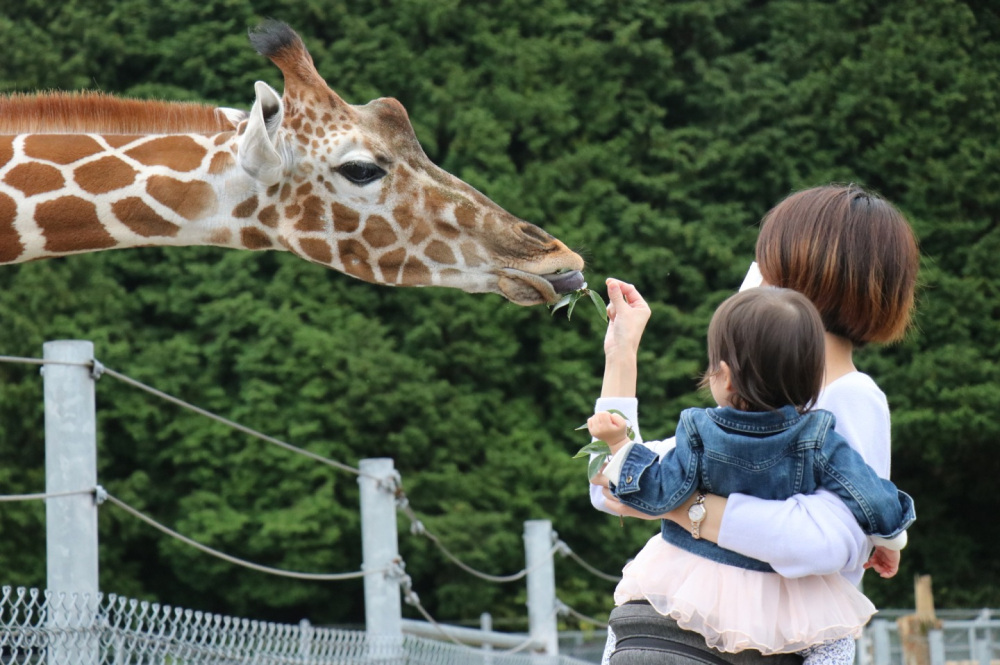 子どもと一緒に山口旅！動物や自然とふれあう1泊2日コース