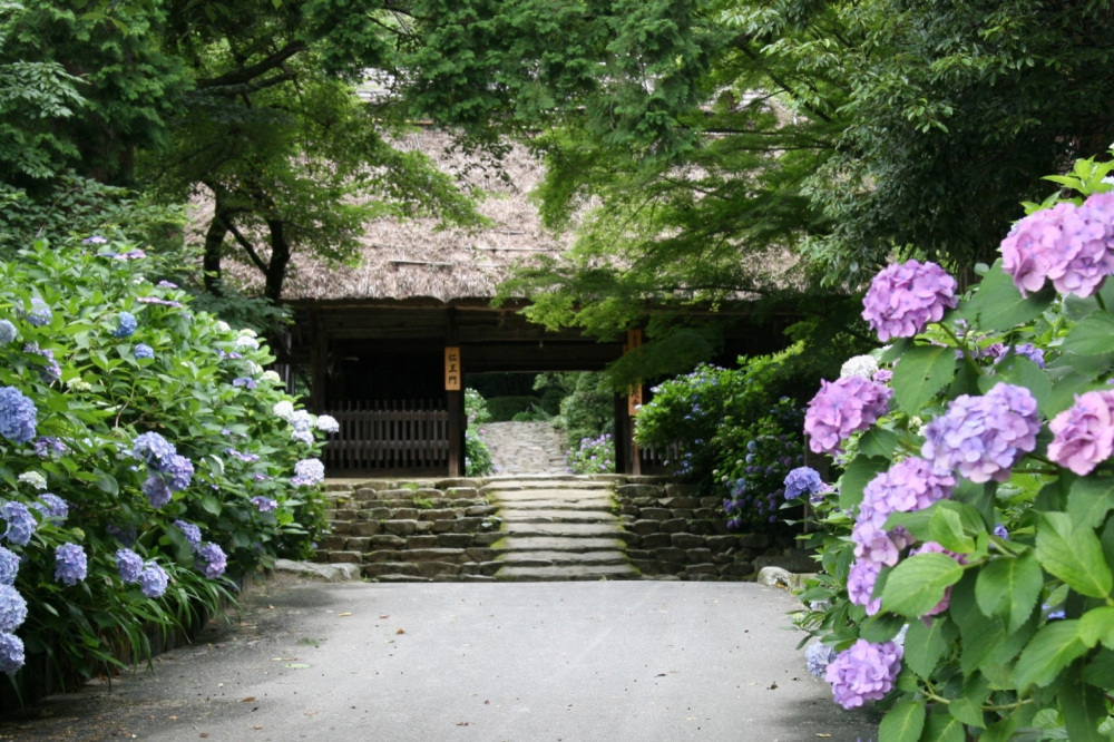 東大寺別院阿弥陀寺 あじさいまつり