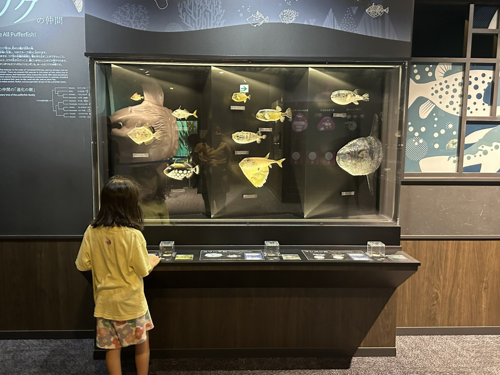 触って学べる展示も