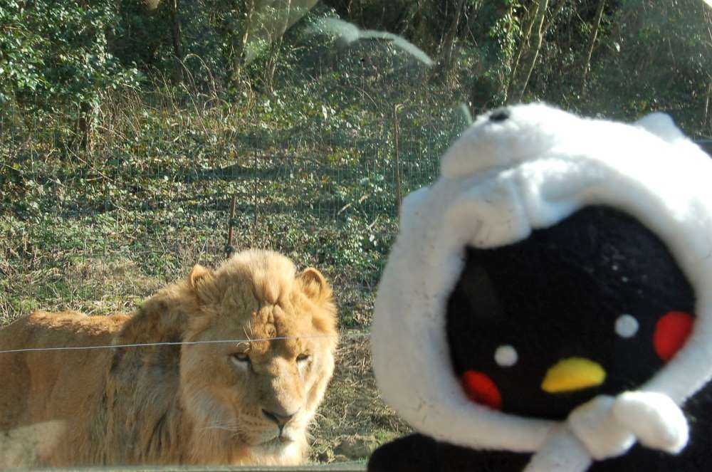 猛獣から小動物まで大接近！動物たちが近すぎる『秋吉台自然動物公園サファリランド』で、エキサイティングな家族の休日♪