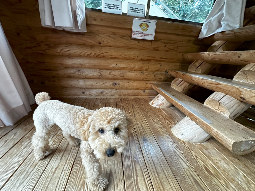 犬連れでのお出かけに！ペットと宿泊できる岩国市『深谷峡温泉　清流の郷』