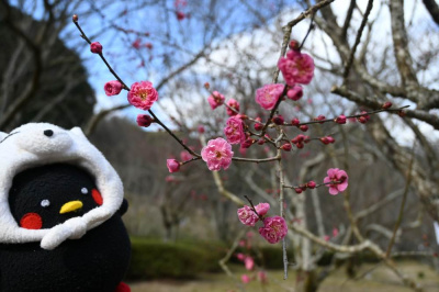 山口県│梅の名所『萩往還梅林園』にお花見へ!『道の駅 萩往還』でお土産やご当地グルメも