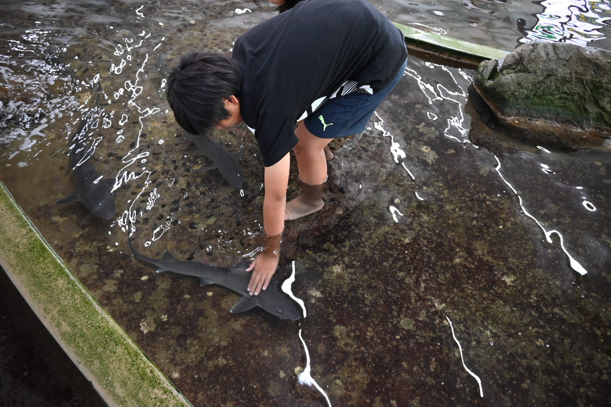 【周防大島町】家族で楽しむ「なぎさ水族館」日本最大級のタッチングプールでサメタッチ体験！