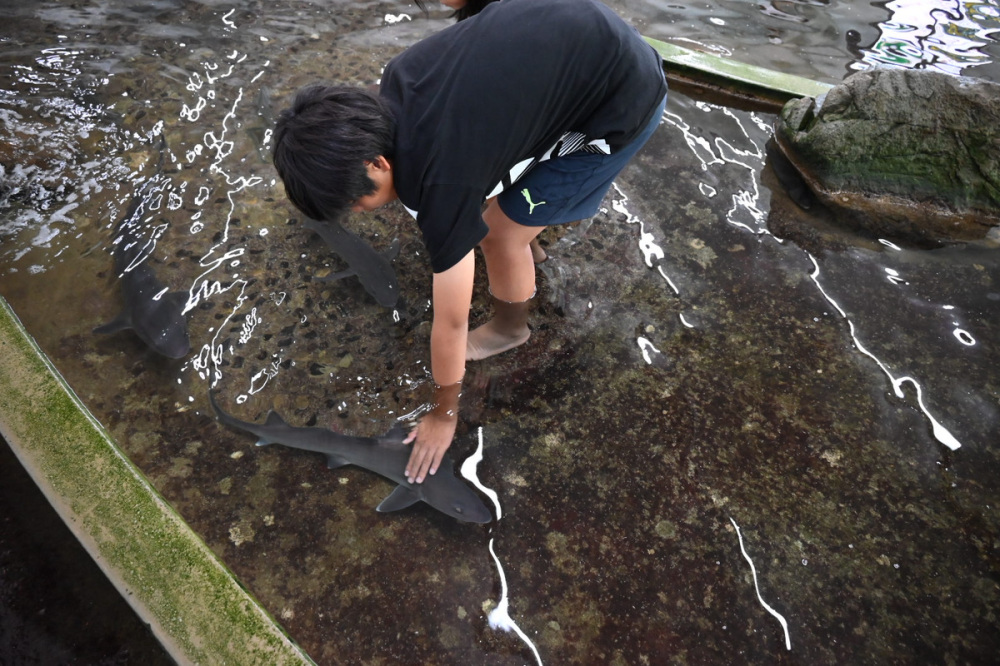 【周防大島町】家族で楽しむ「なぎさ水族館」日本最大級のタッチングプールでサメタッチ体験！