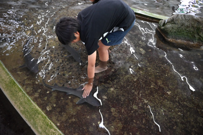 【周防大島町】家族で楽しむ「なぎさ水族館」日本最大級のタッチングプールでサメタッチ体験!