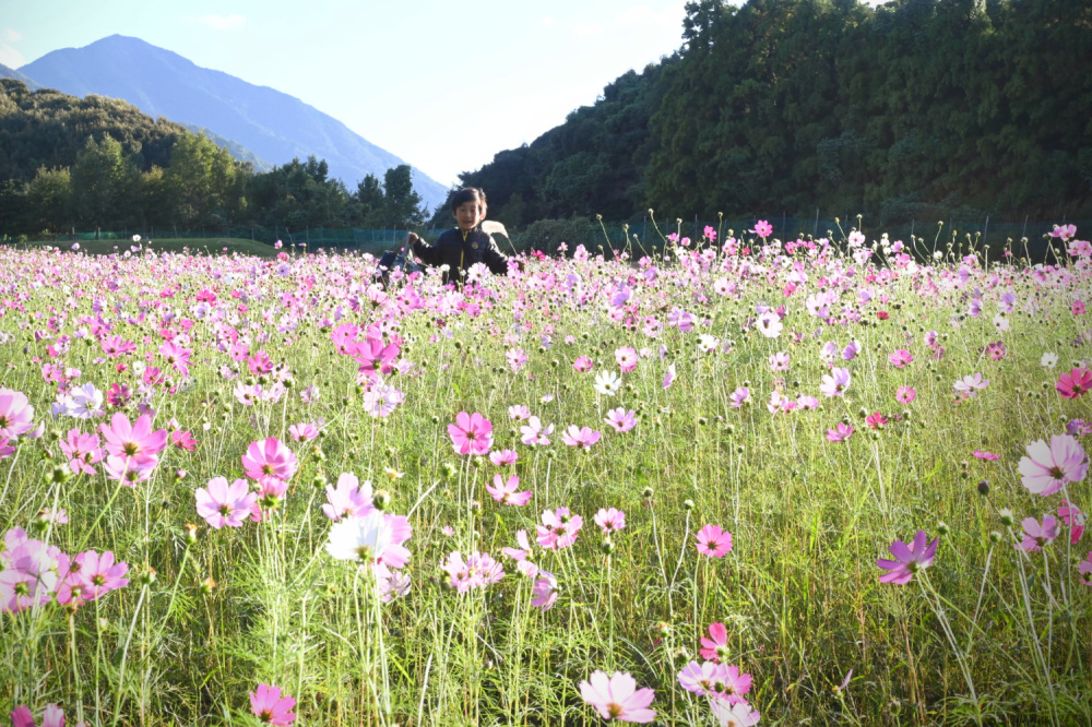下関市「リフレッシュパーク豊浦」で秋のコスモス畑を満喫！