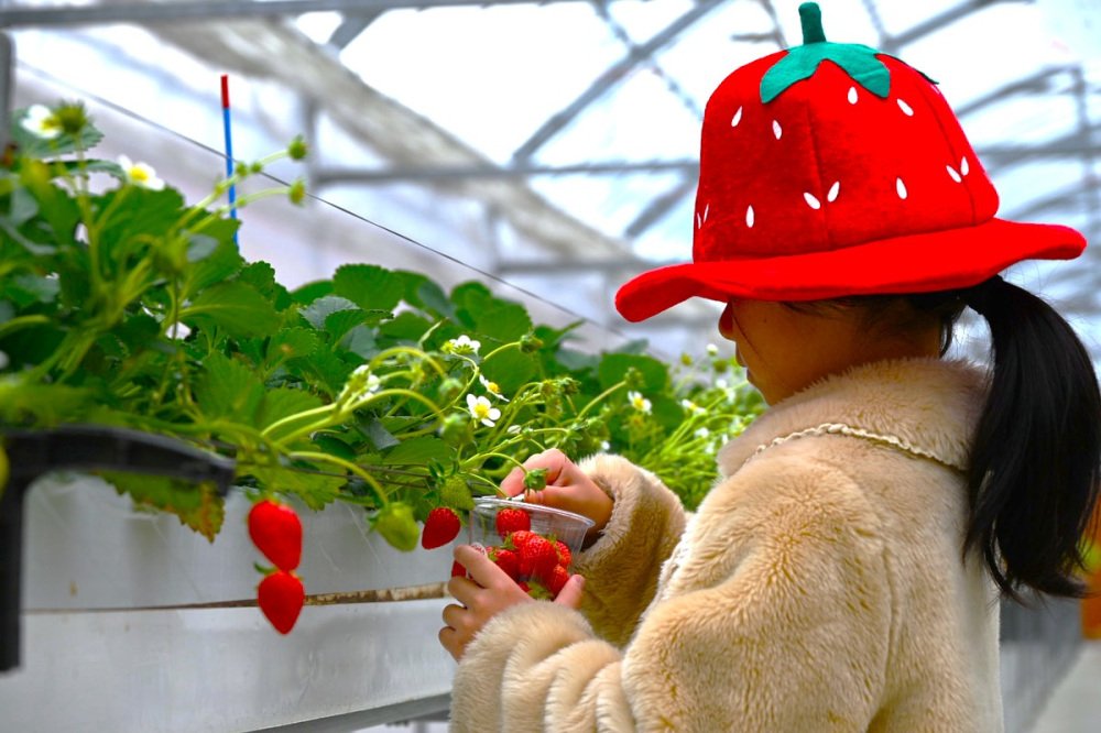 【山口県いちご狩り】予約なし!安い♪岩国市・いろり山賊すぐにイチゴ農園「すずみのり」2026.1オープン!