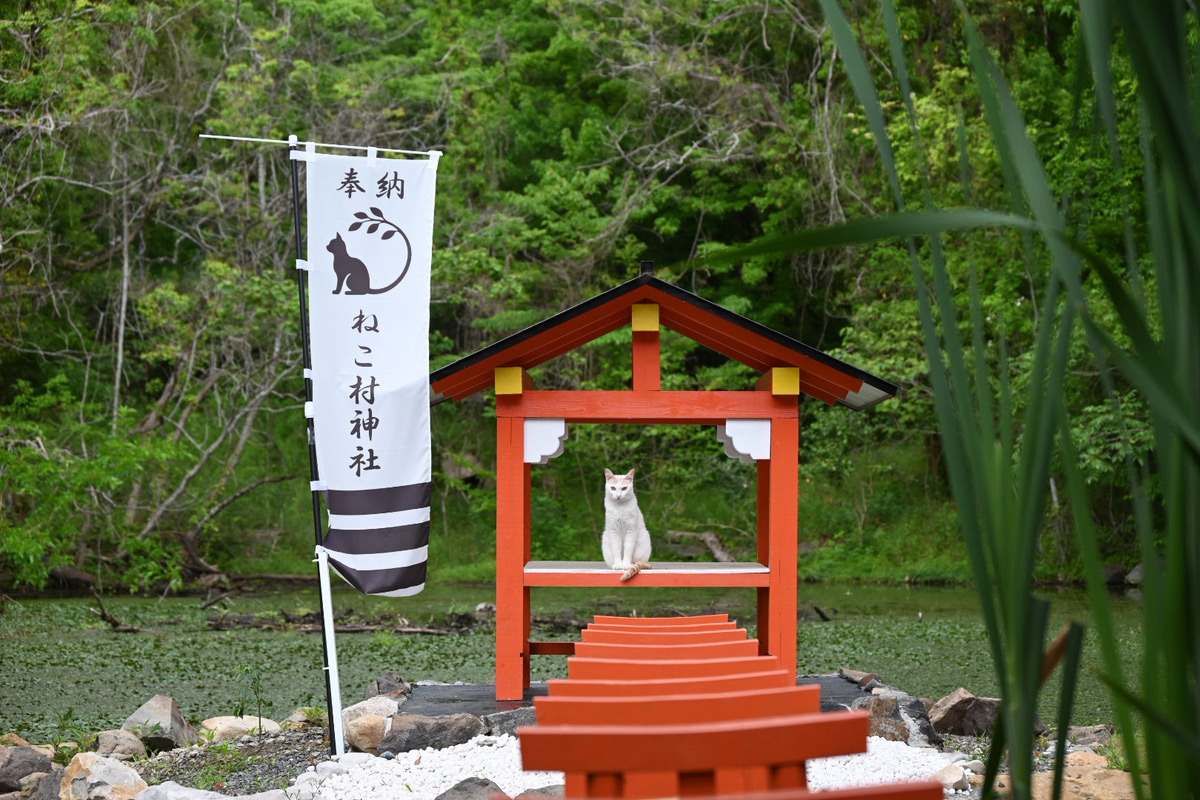 秋吉台サファリランドに新エリア「ねこ村」が登場！「動物ふれあい広場」体験レビューも