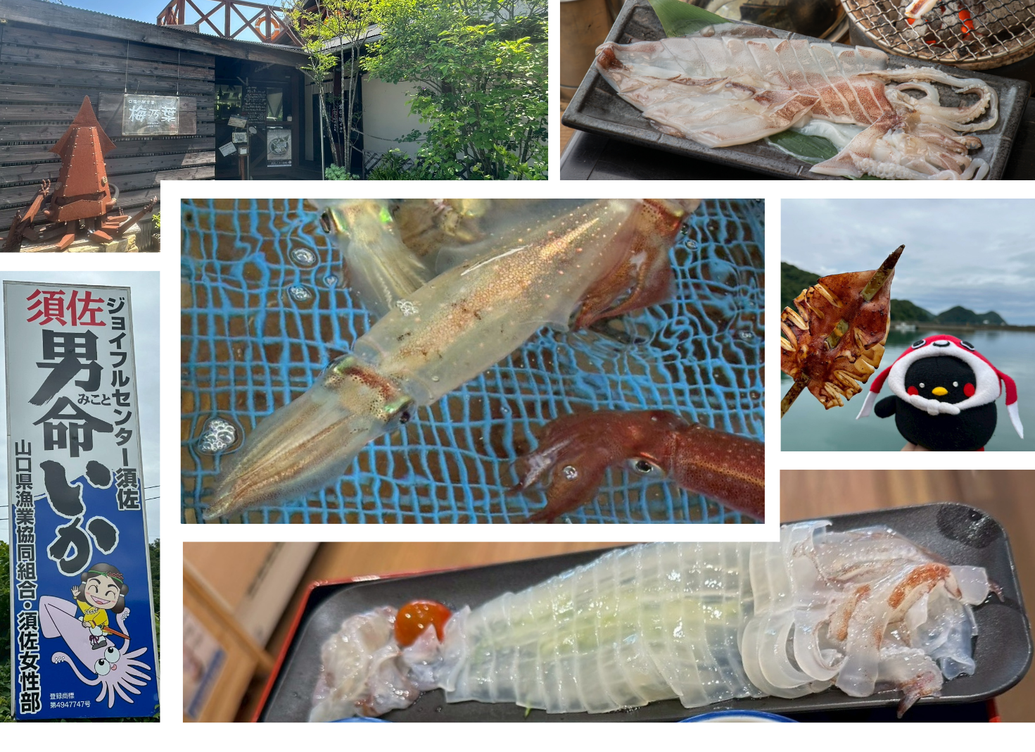須佐男命いかを満喫!直売所・活いか定食・いかマルシェを巡る須佐グルメ旅