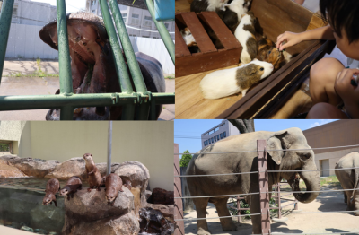 【周南】徳山動物園を子連れで満喫!料金・駐車場&エサやり・ふれあい体験をレポ✨
