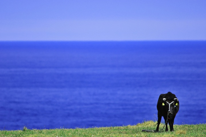 天然記念物見島牛の島でアクティビティを楽しみ見蘭牛を味わう