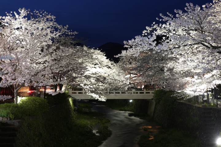 四季を楽しむ【春】贅沢桜の名所めぐり
