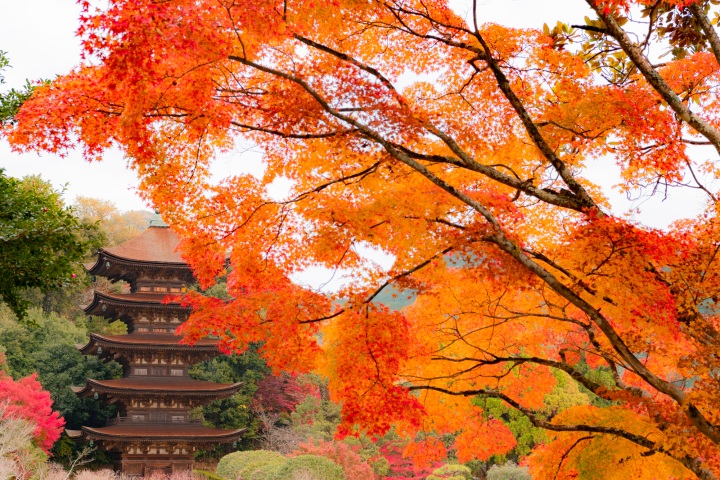 四季を楽しむ【秋】色づく城下と寺社をめぐる　　