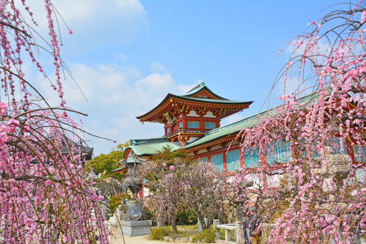 防府天満宮は梅の名所