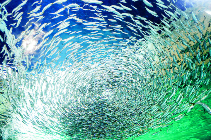 海響館リニューアルで何が変わった?見どころ・珍しい生き物・平均滞在時間を調査!