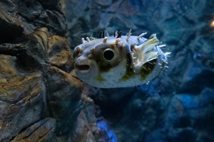 下関市立しものせき水族館・海響館