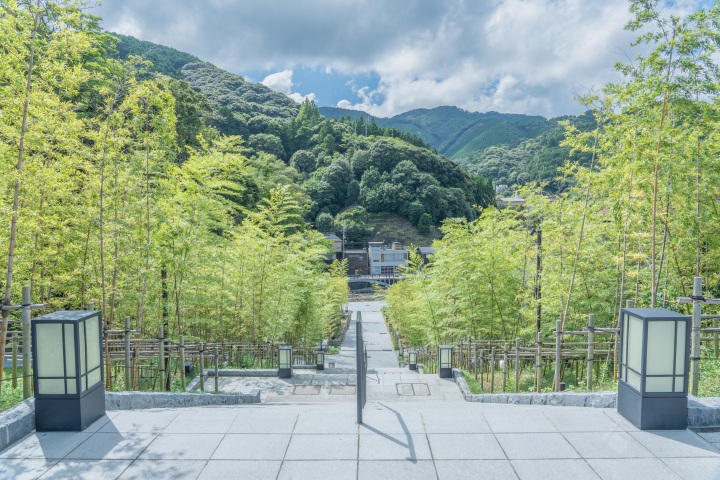 朝の竹林さんぽ