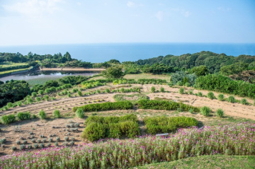 棚田の花段（ダイナミックドッグラン）