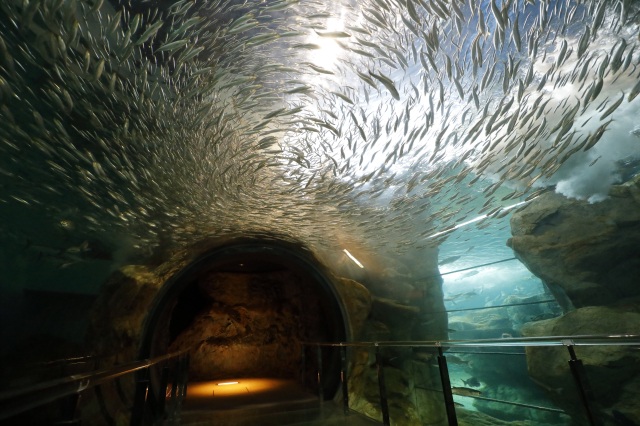 下関市立しものせき水族館・海響館