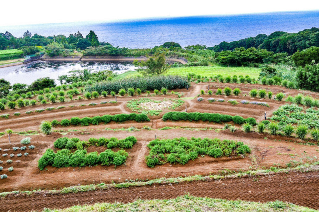 絶景棚田　草抜きゲーム及びドリンク作り