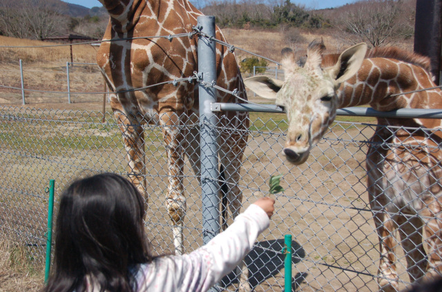 キリンのえさやり体験