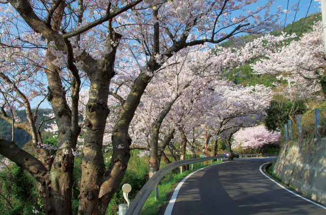 五条 千本桜