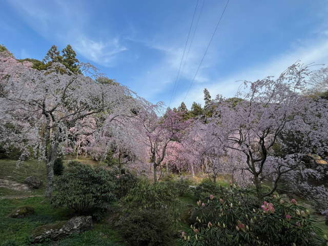 しだれ桜