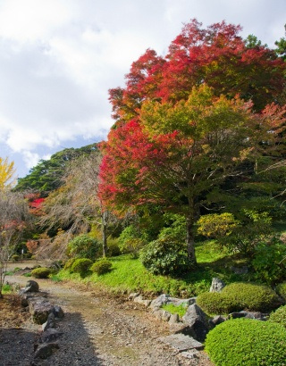 紅葉