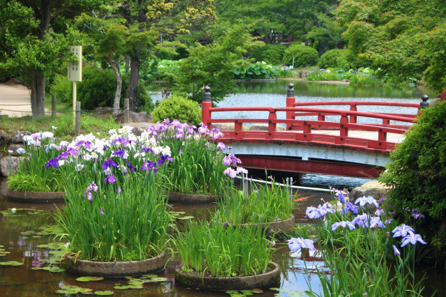 梅雨に楽しめる花の名所│山口県の菖蒲スポット