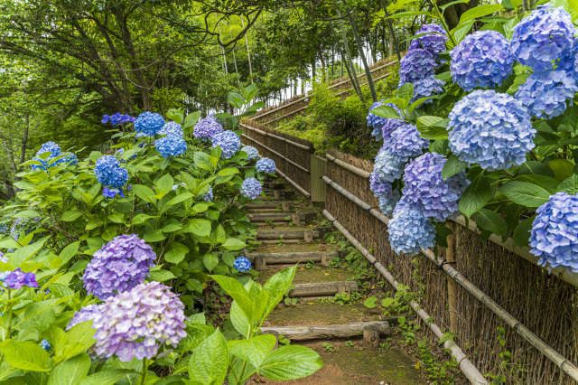 紫陽花