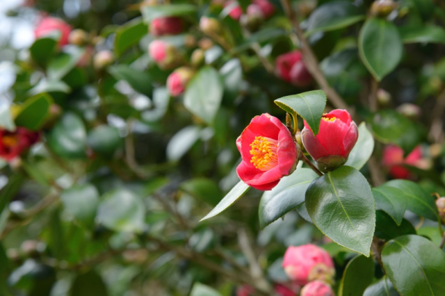 山口県春の花スポット5選